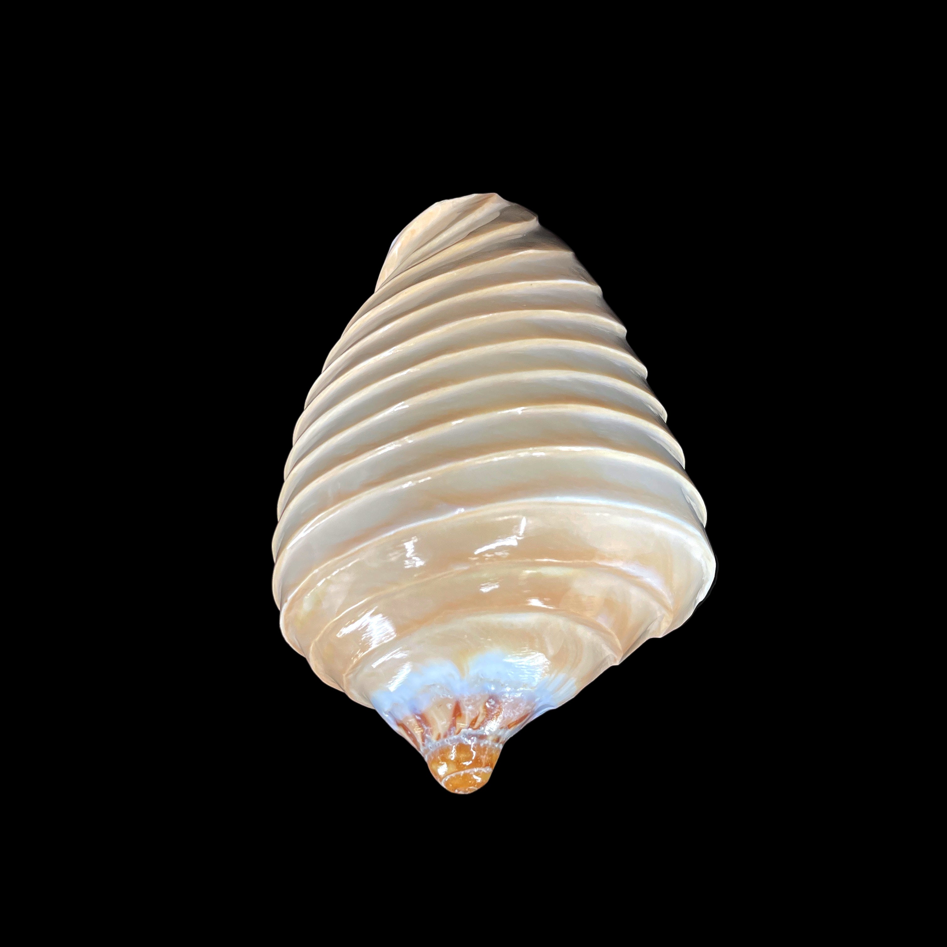 Noble Volute- Banded