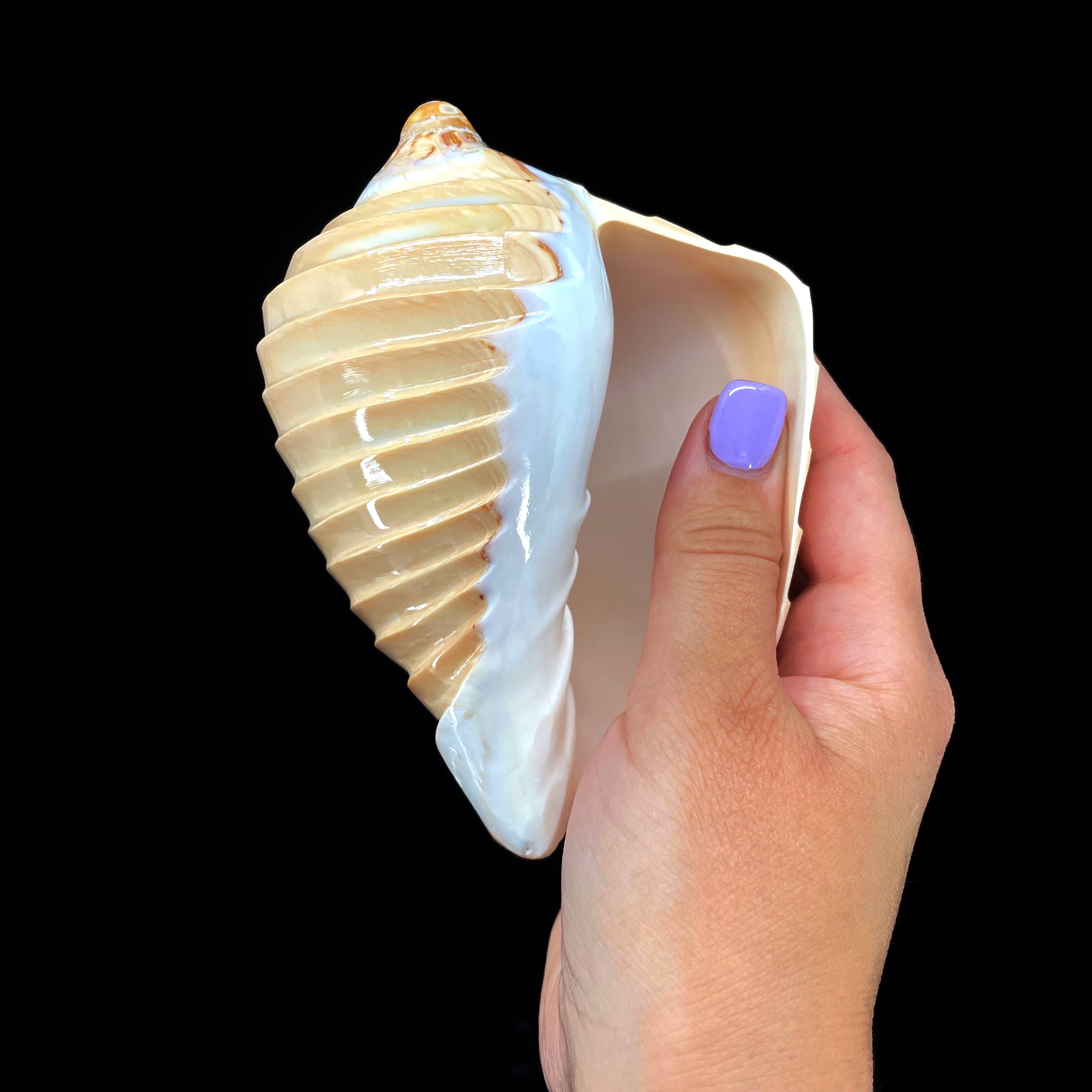 Noble Volute- Banded