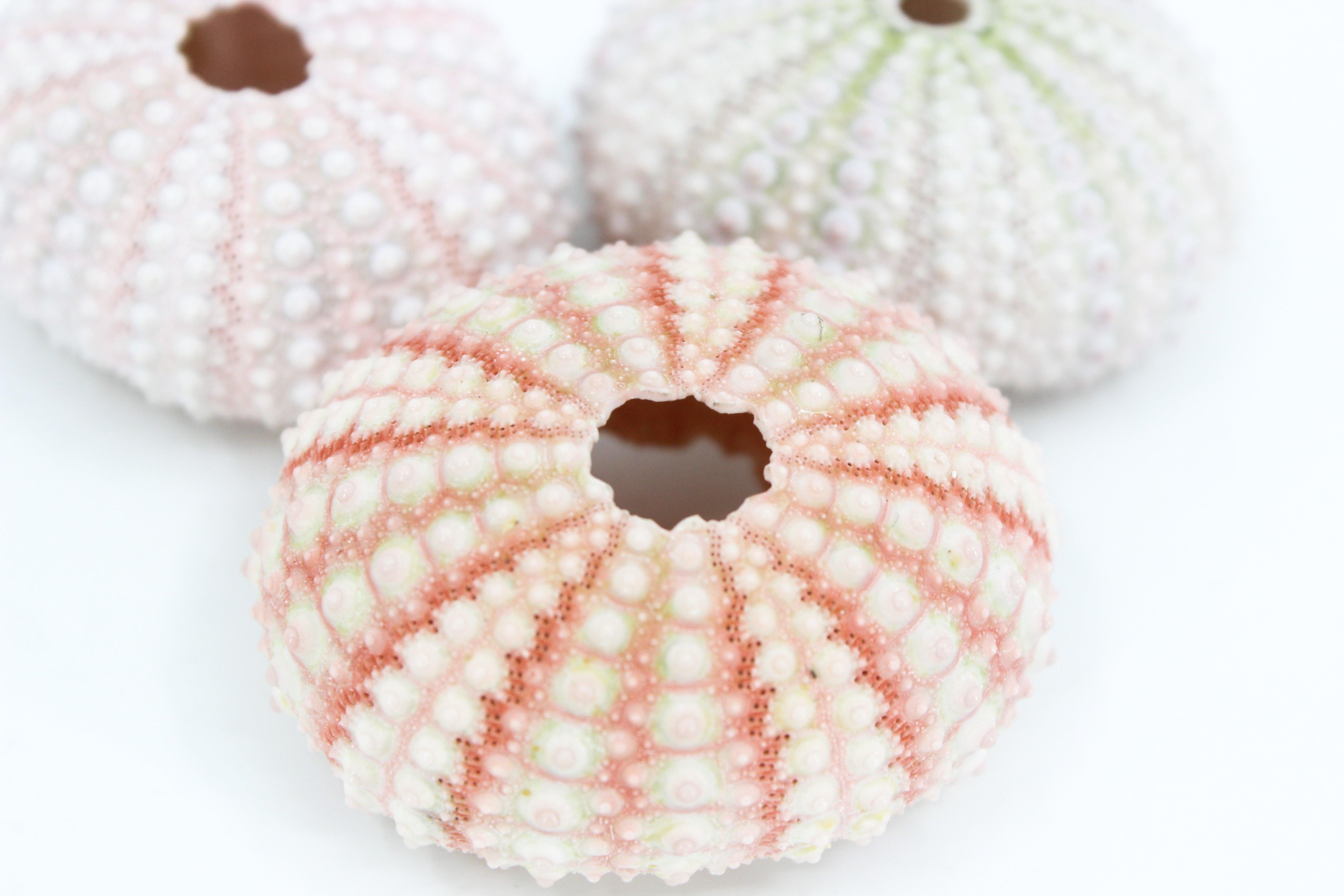 Pink Urchin