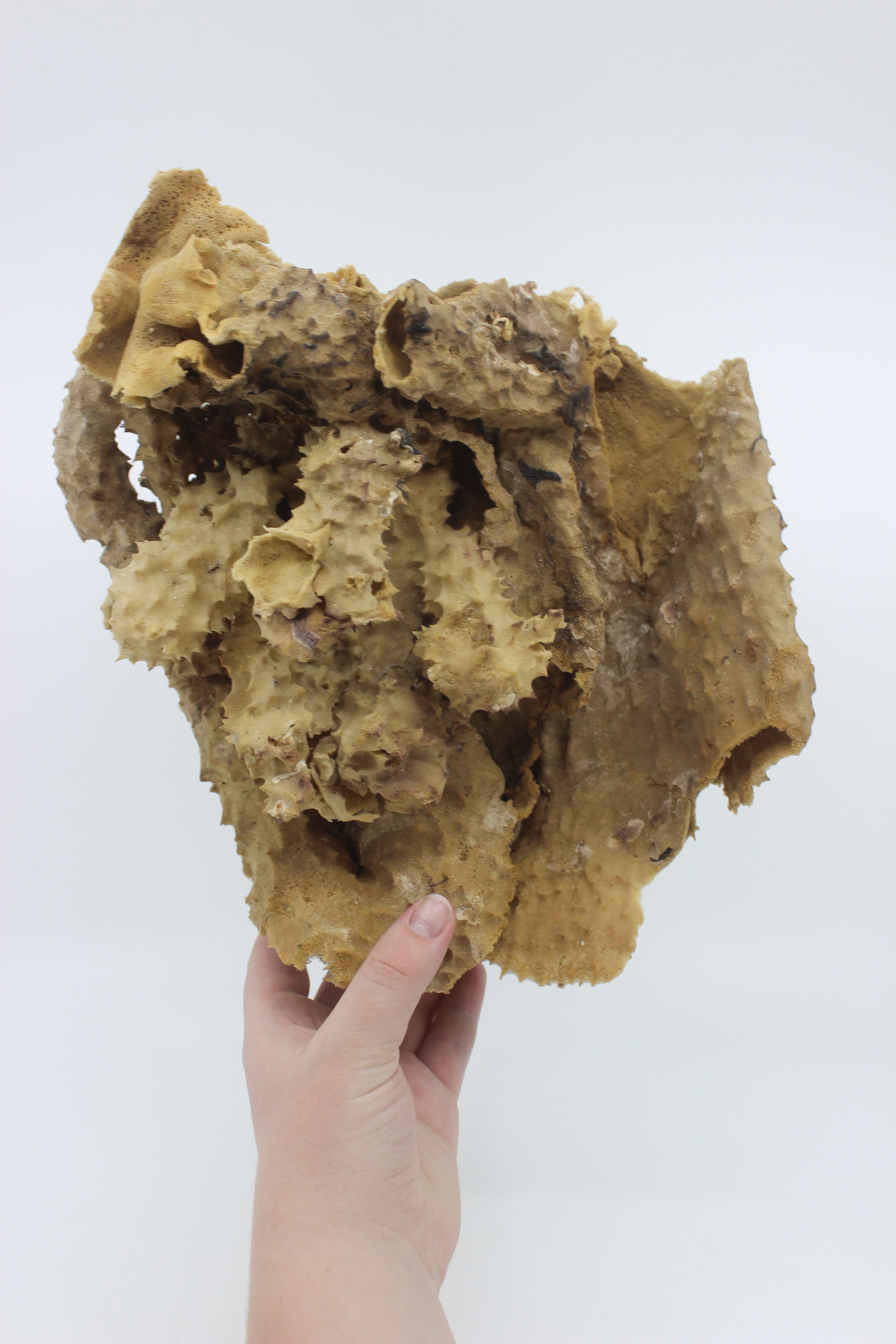 Pipe Sponge