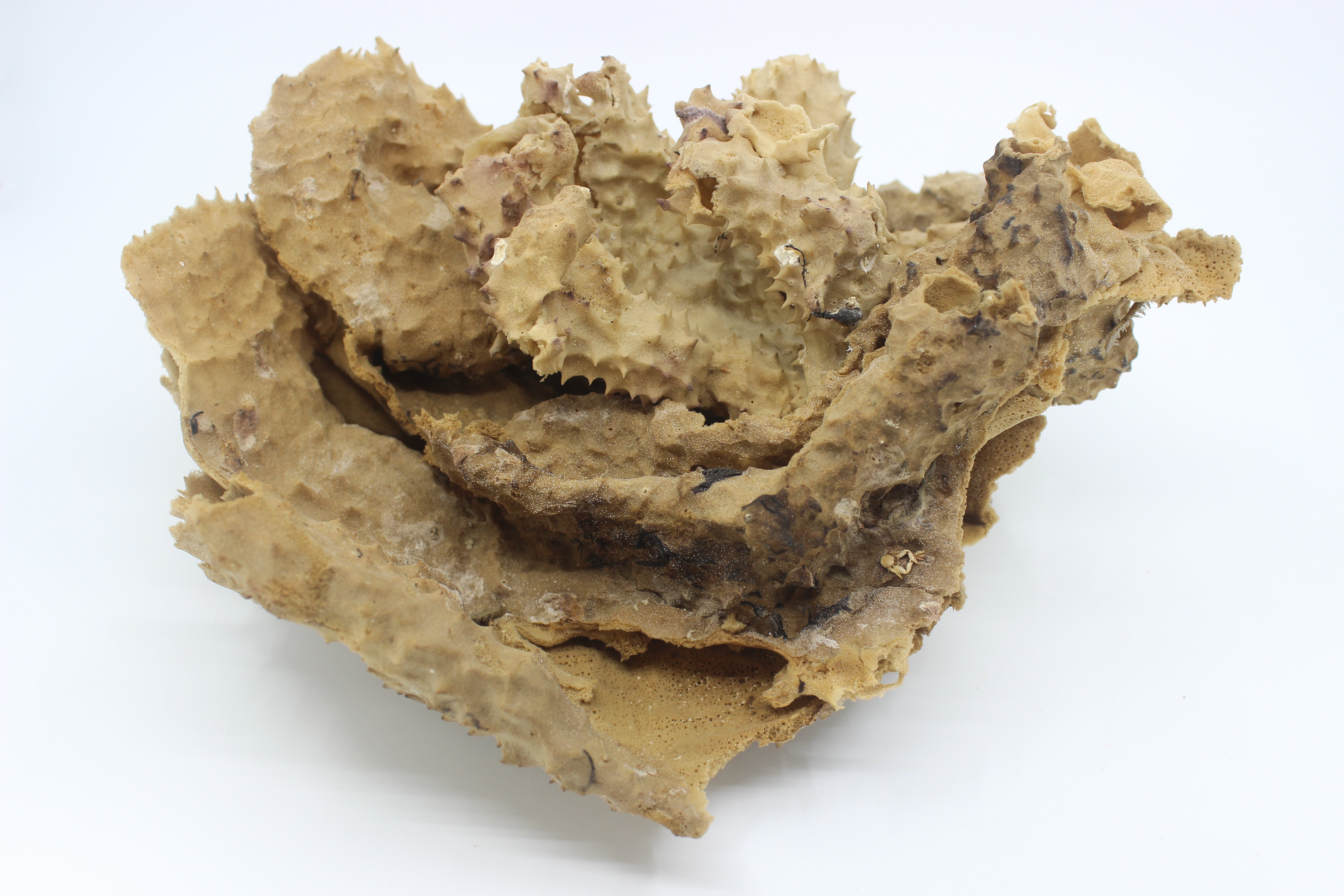 Pipe Sponge