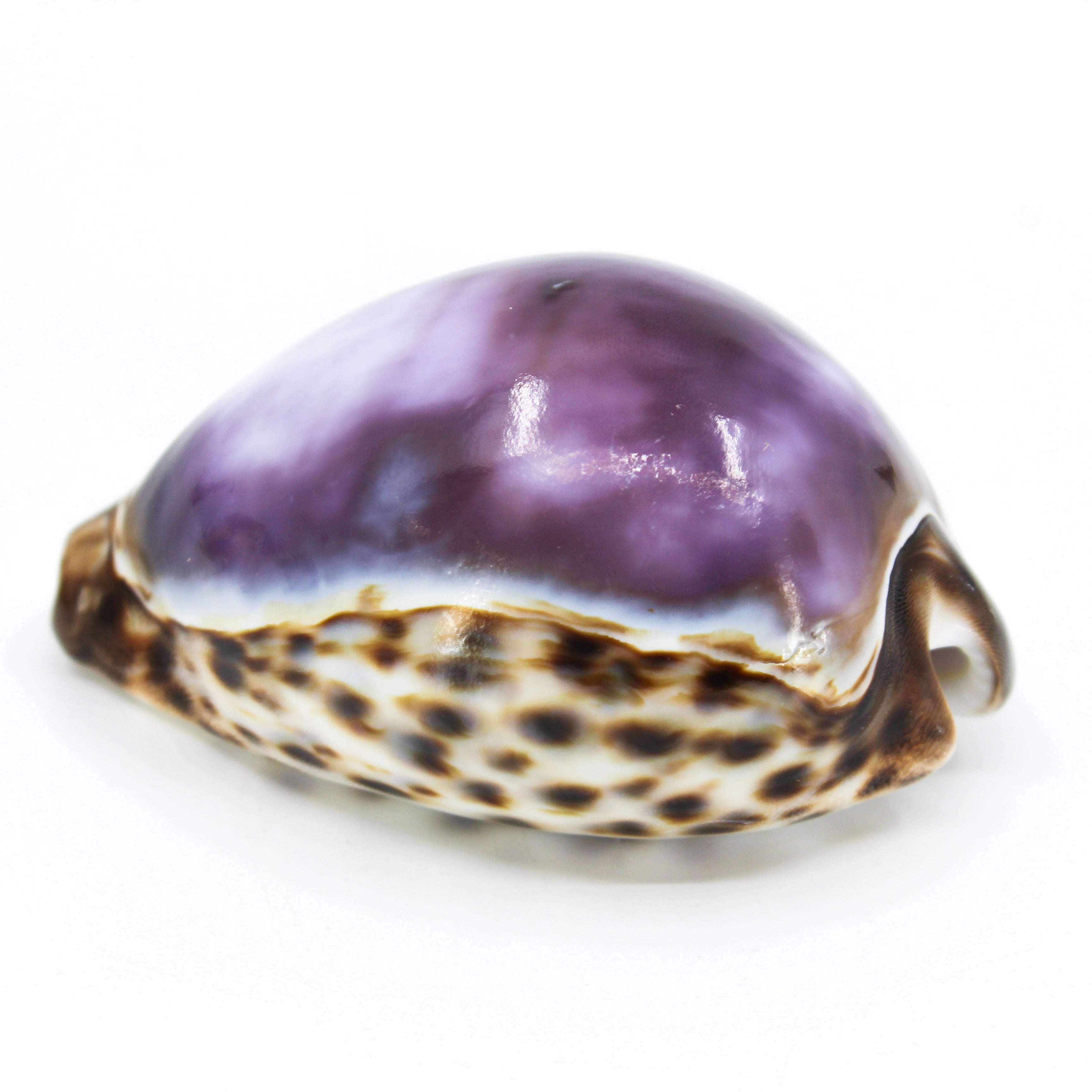 Purple Tiger Cowrie 3-4"