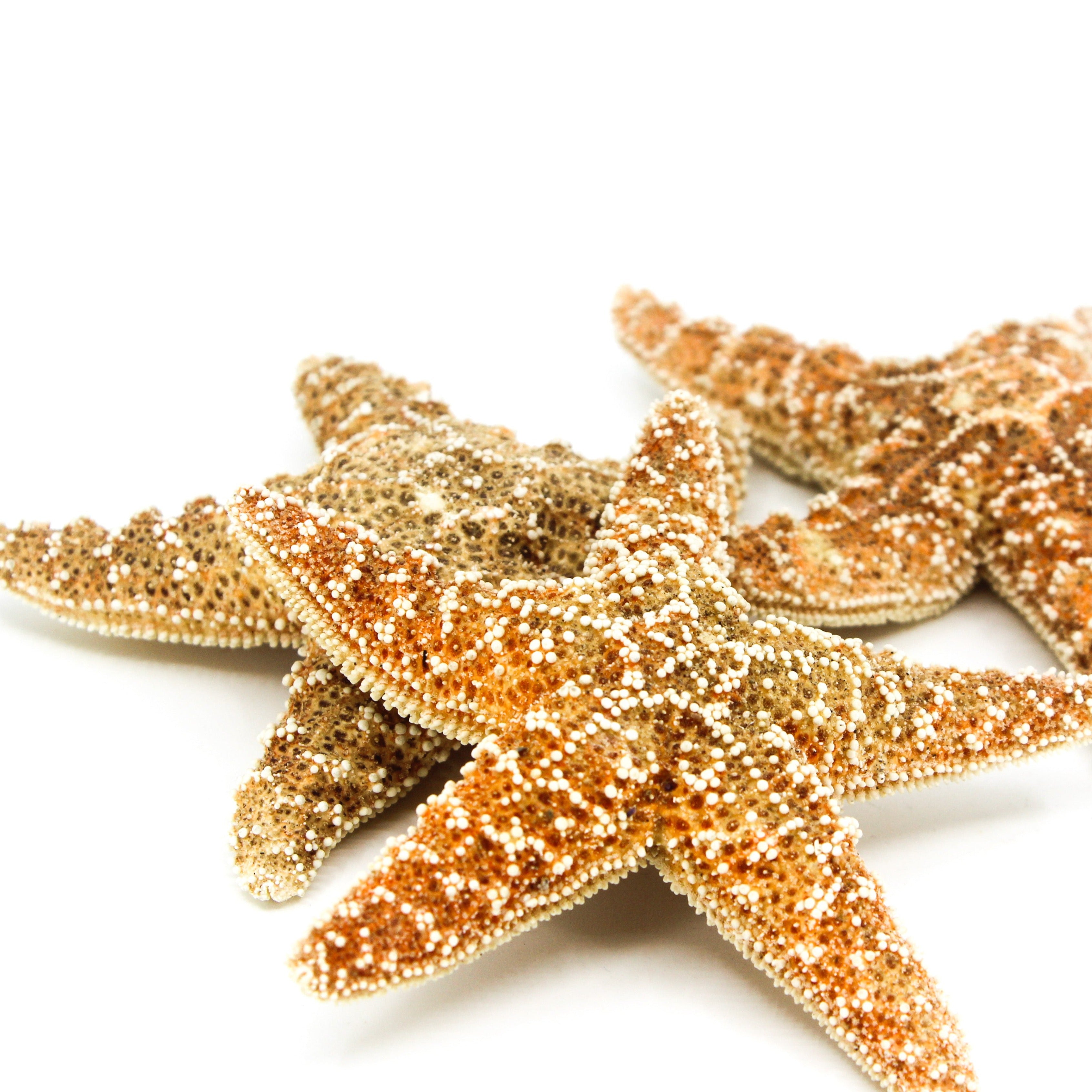 Sugar Star