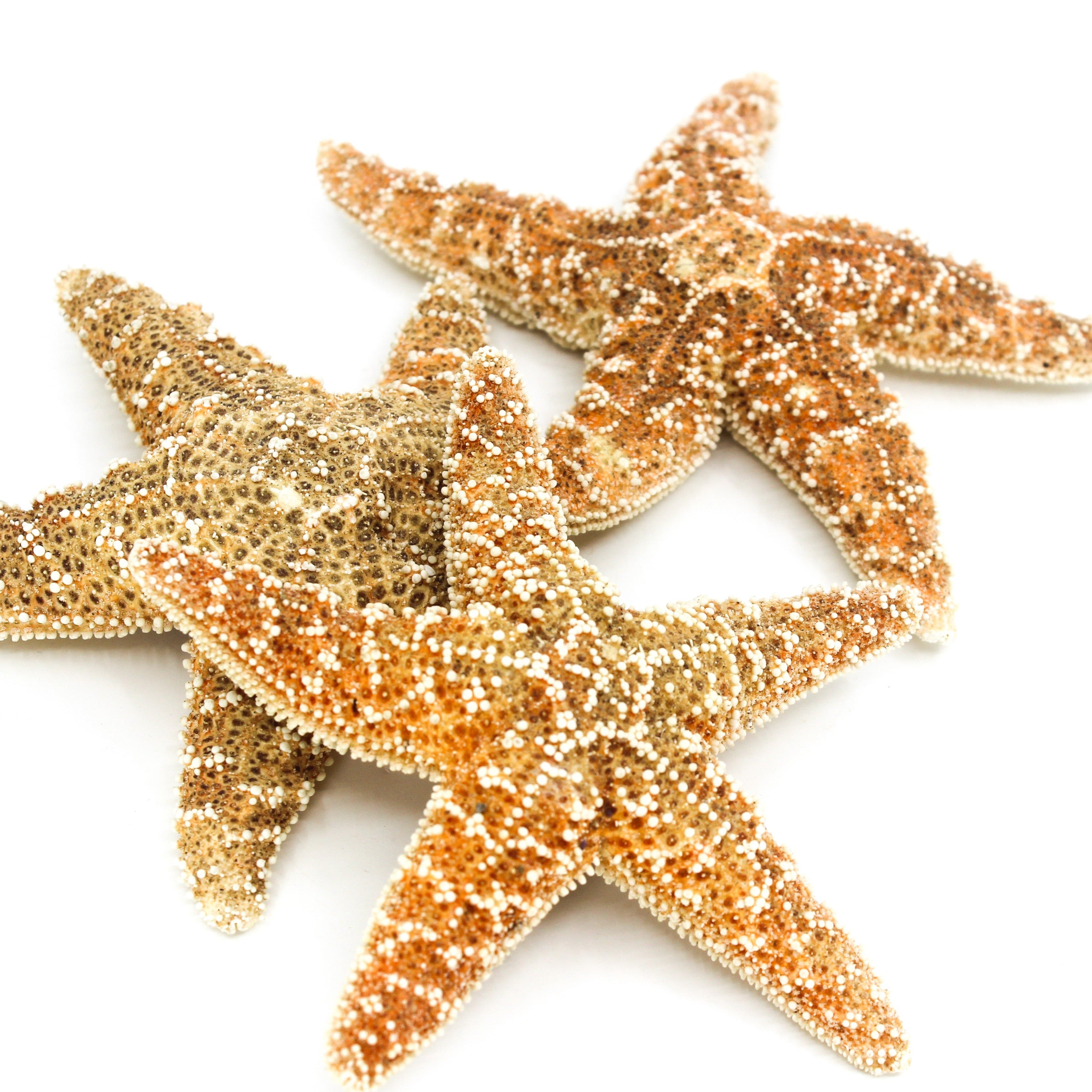 Sugar Star
