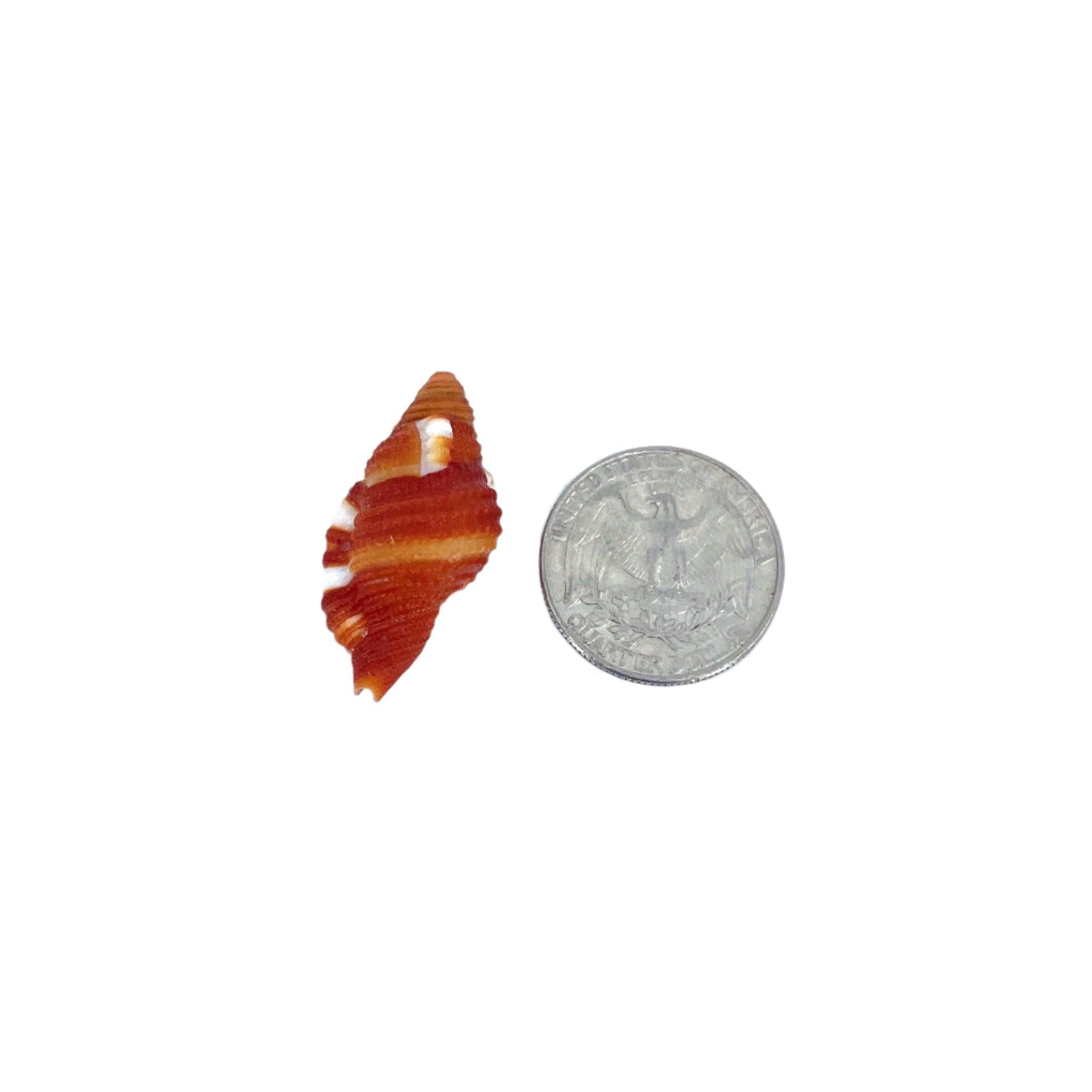 Red Breasted Triton 1"