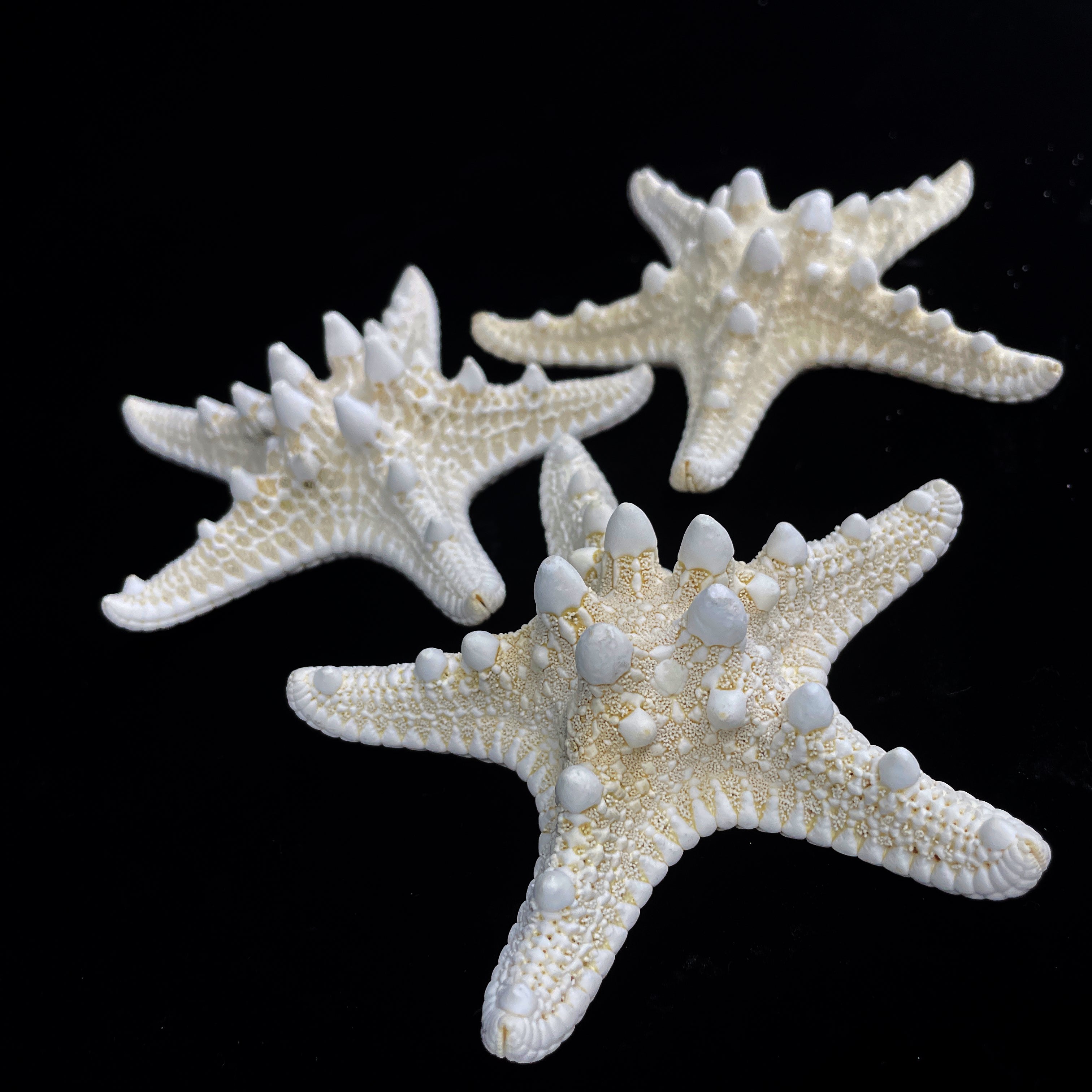 4-5" White Nobby Star