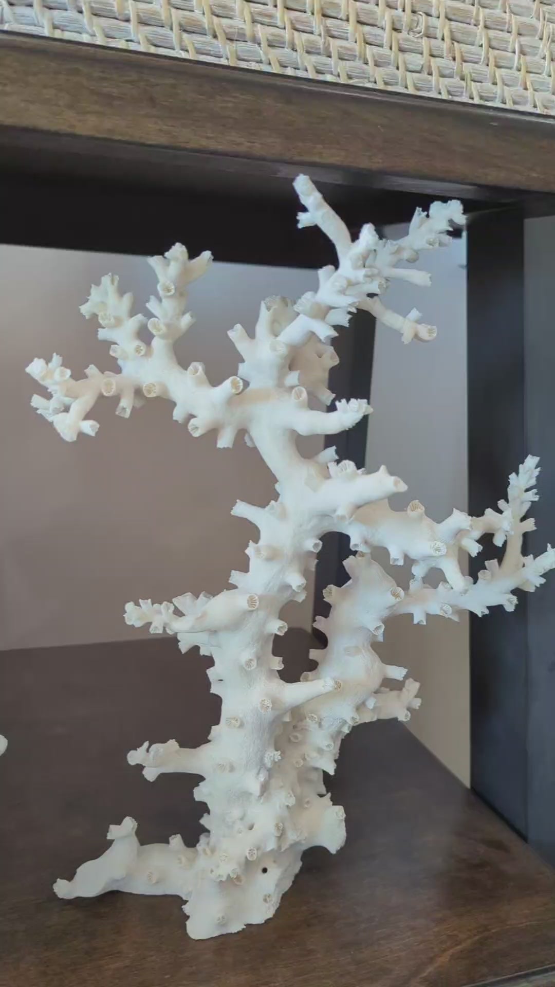 Octopus Coral 12-14"