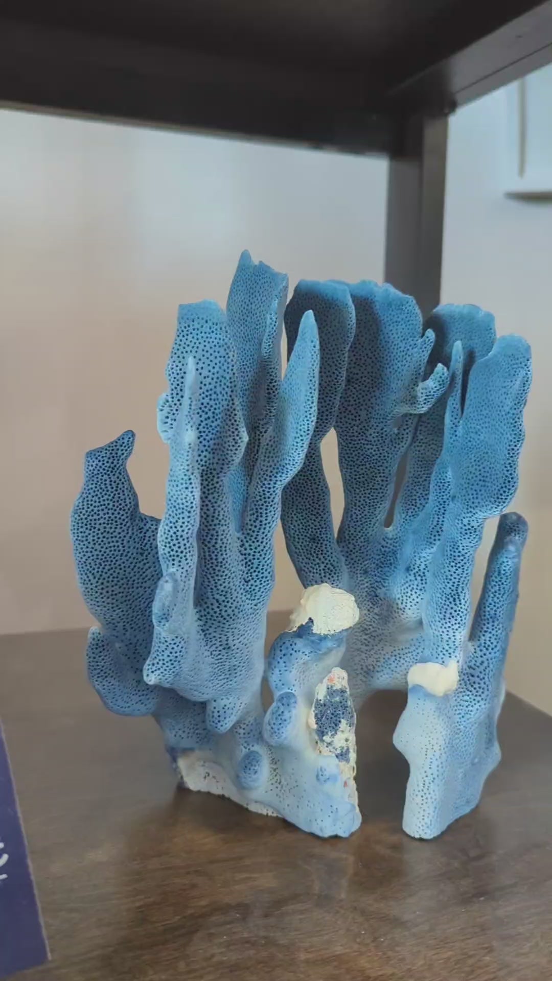 Blue Coral 10-12"